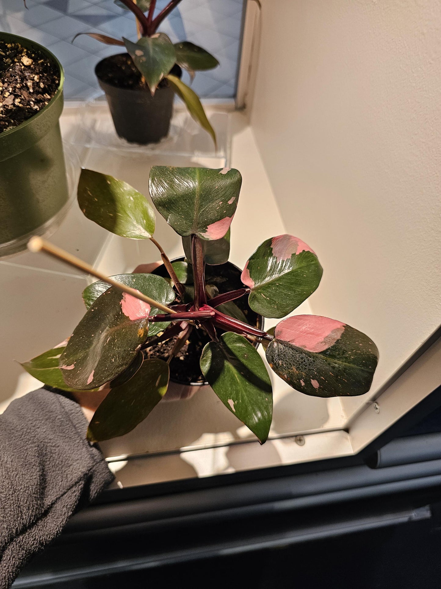 Philodendron Pink Princess 4"