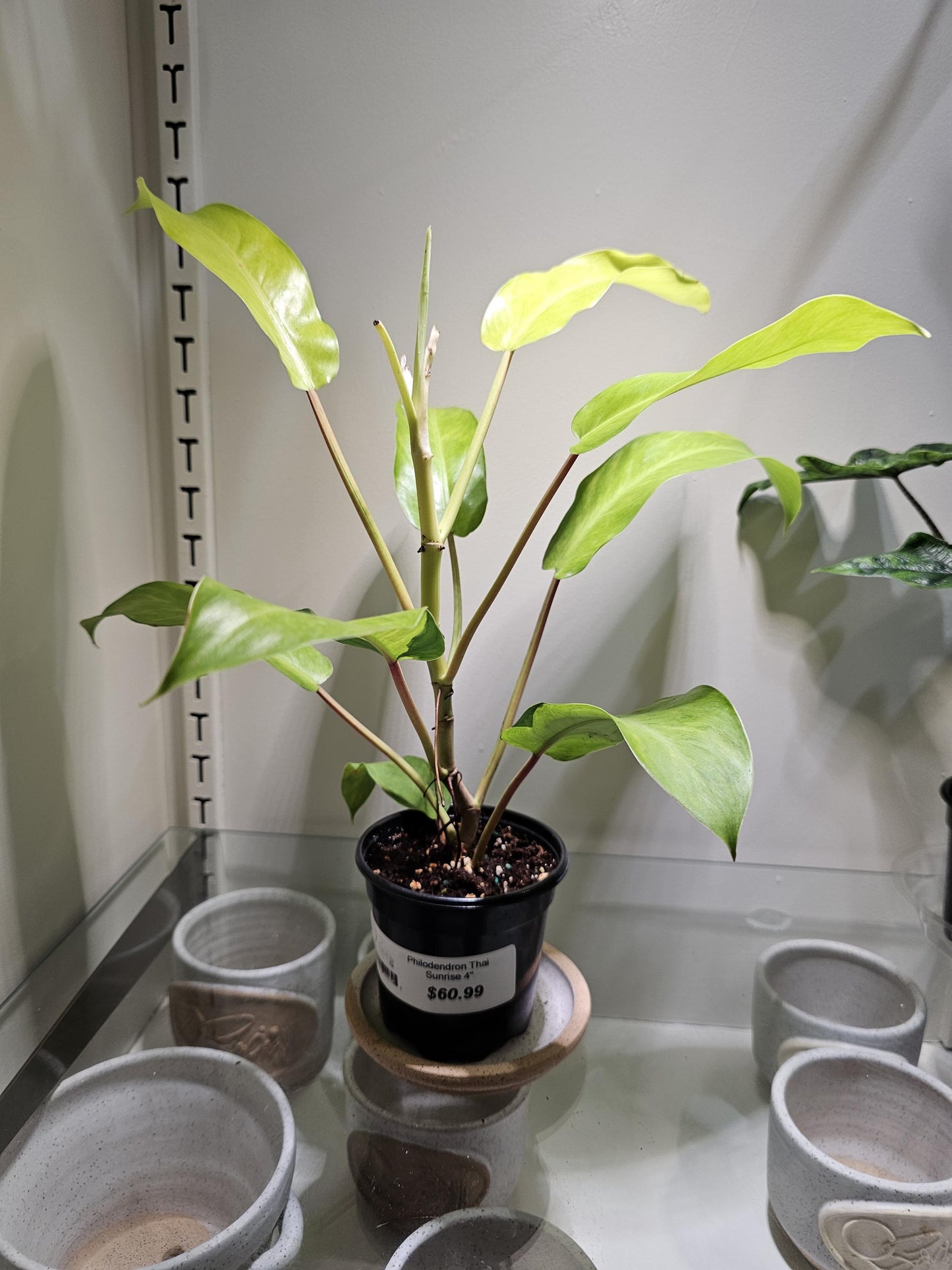 Philodendron Thai Sunrise 4"