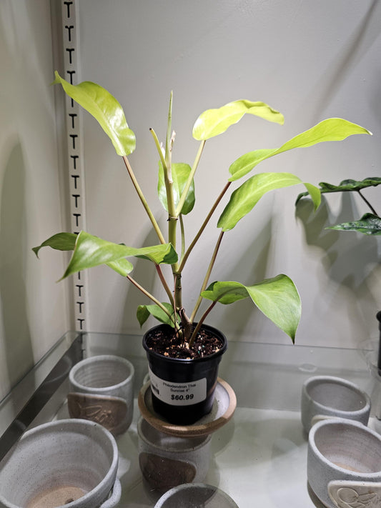Philodendron Thai Sunrise 4"