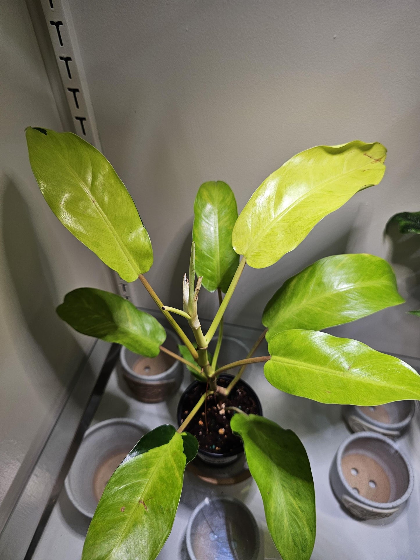 Philodendron Thai Sunrise 4"