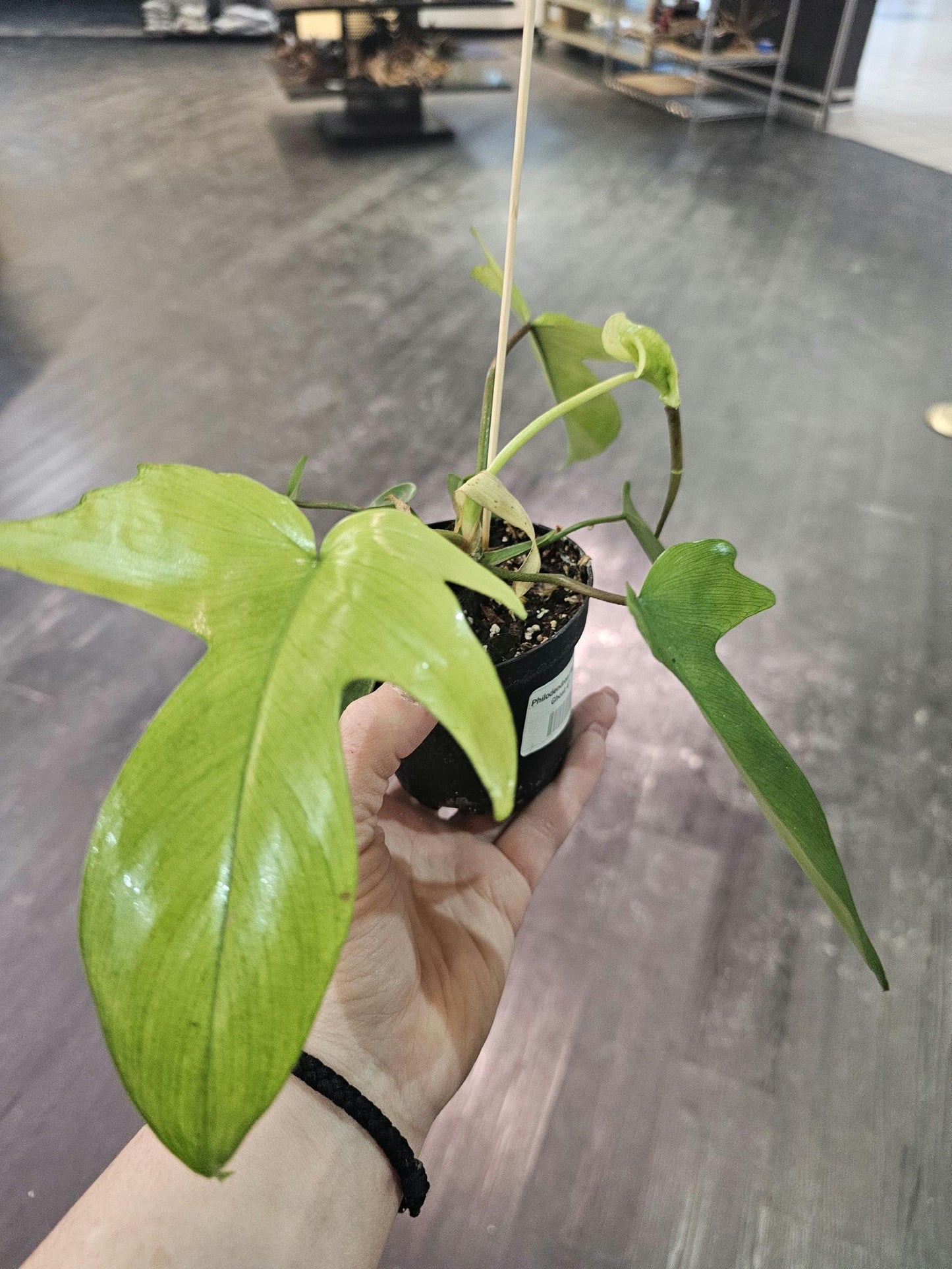 Philodendron Florida Ghost 4"