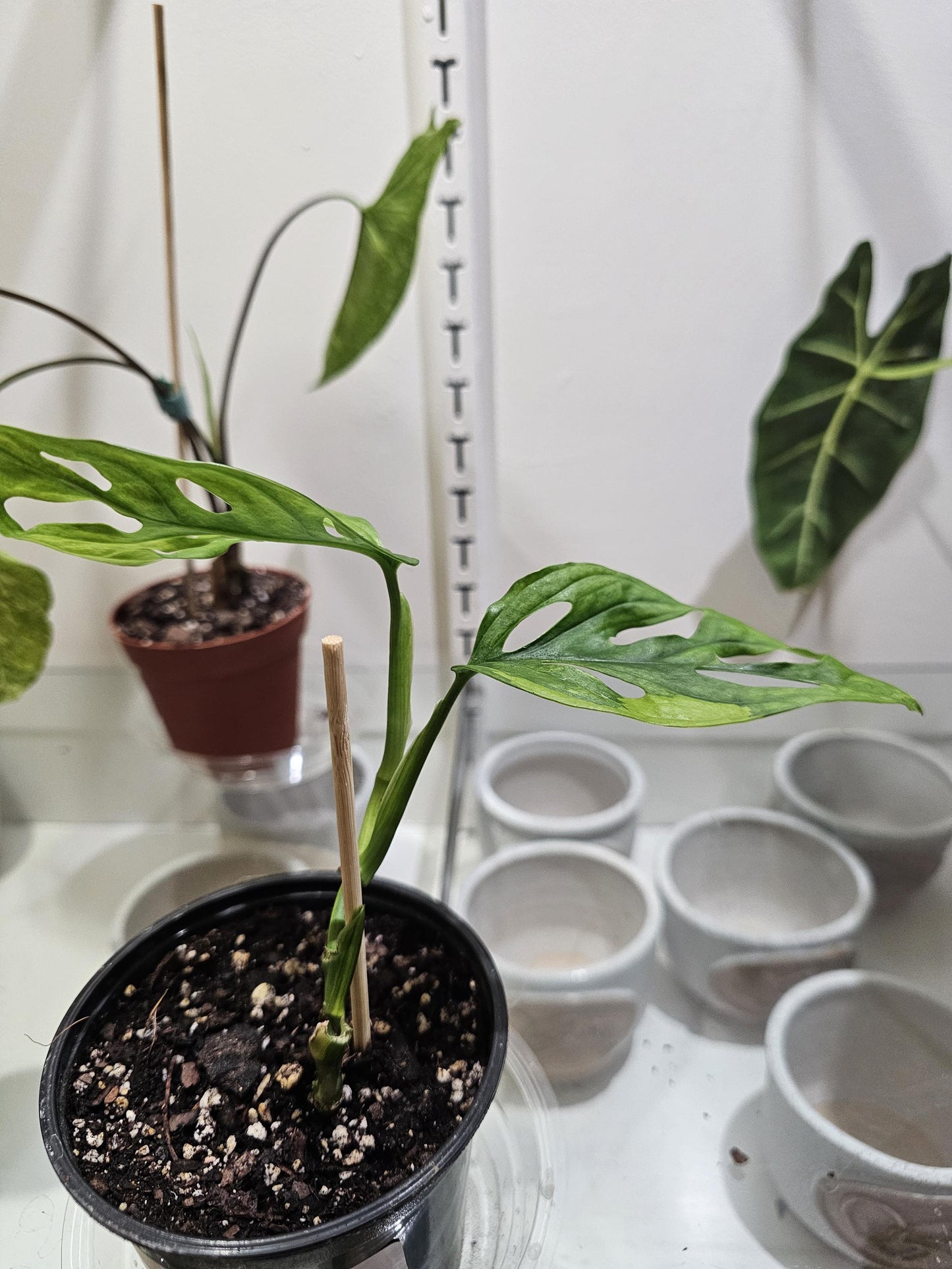 Monstera Adansonii Aurea 5"