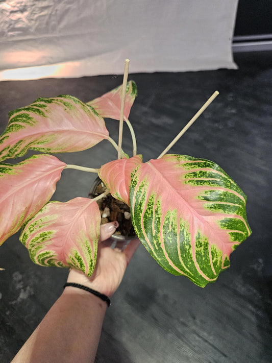 Aglaonema Pink Sunset 6"