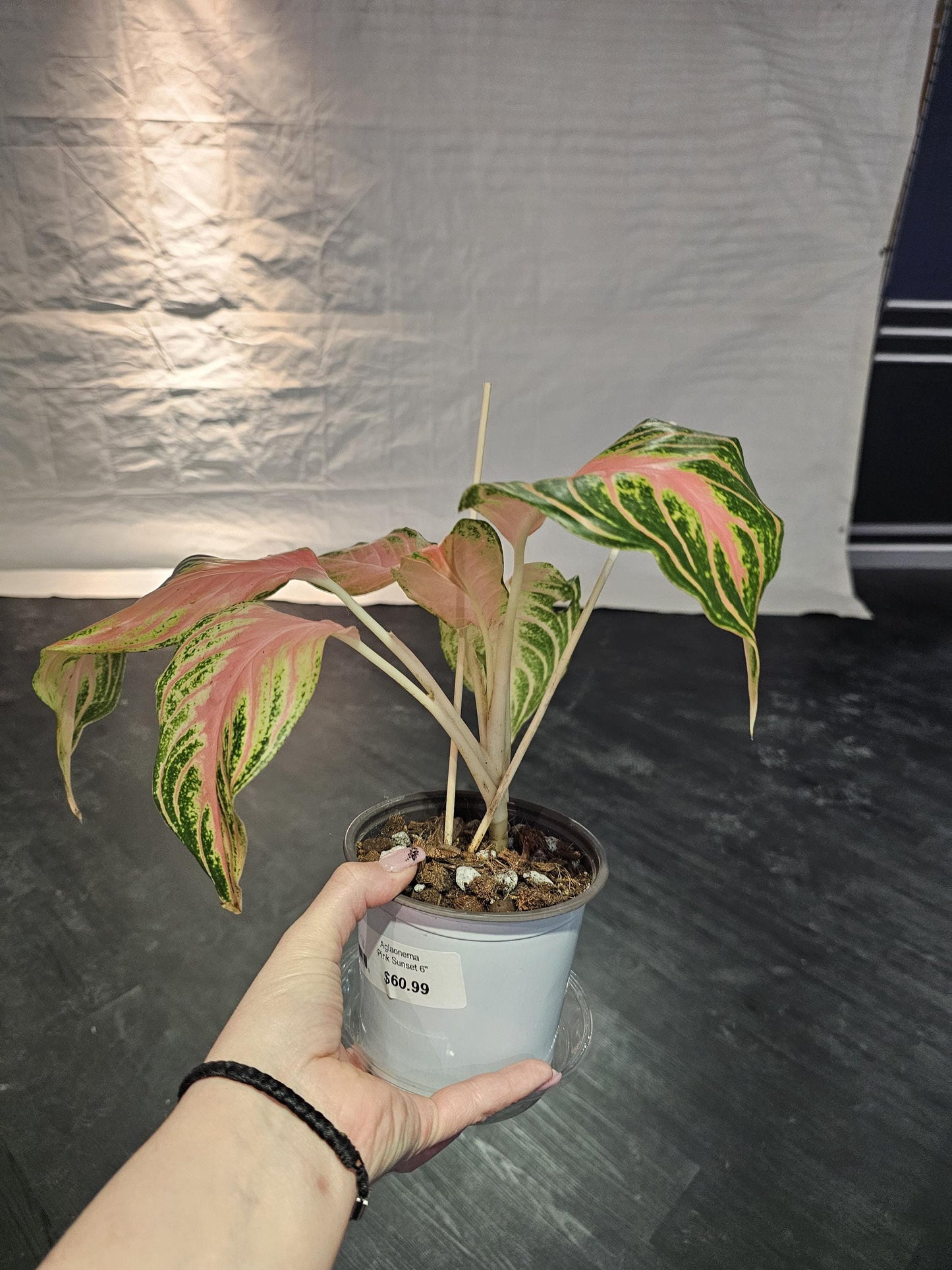 Aglaonema Pink Sunset 6"