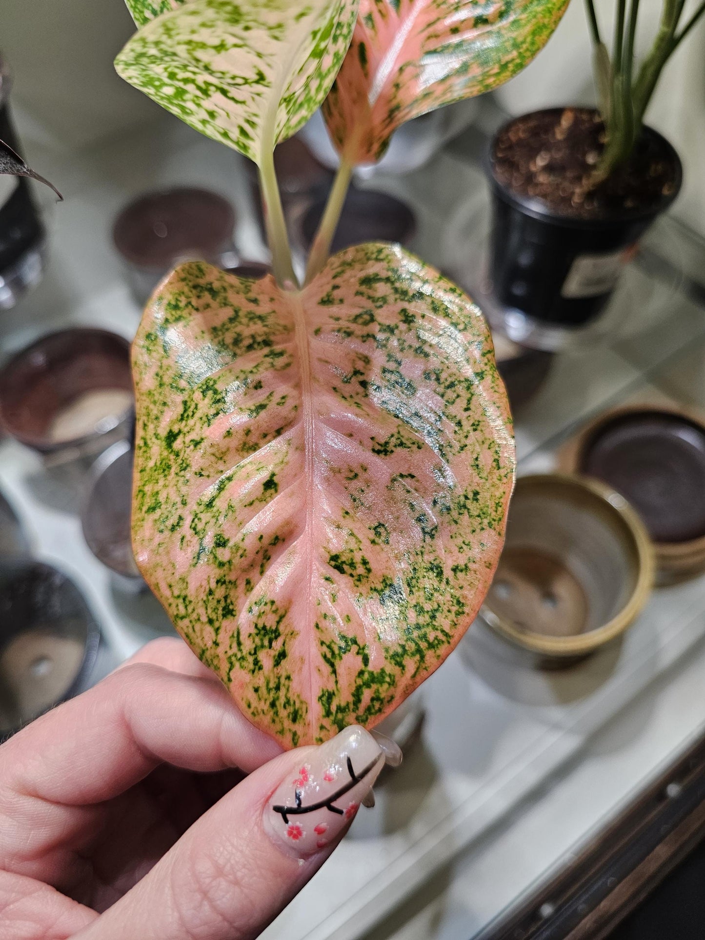 Aglaonema Orange Starburst 4"