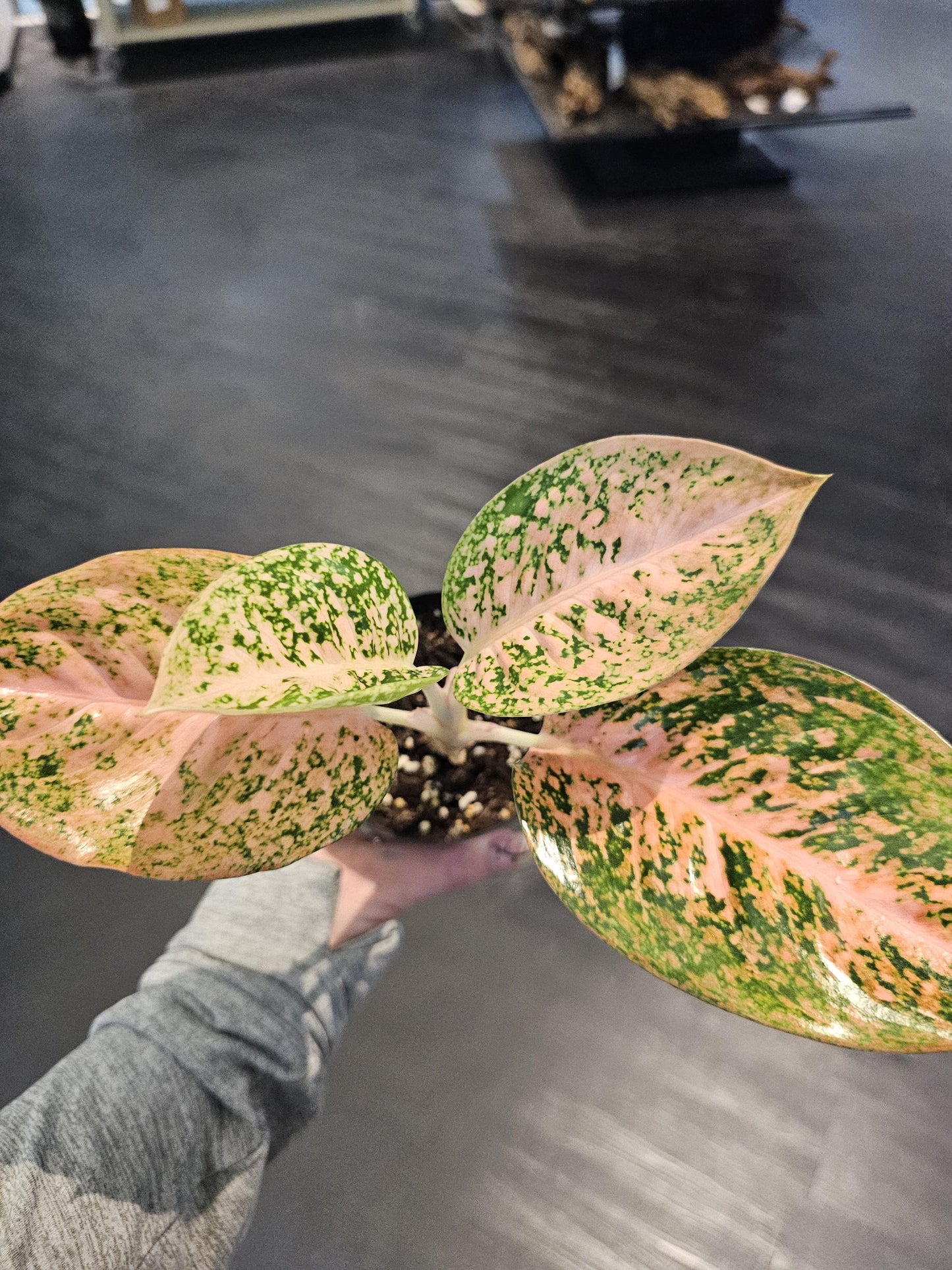 Aglaonema Orange Starburst 4"