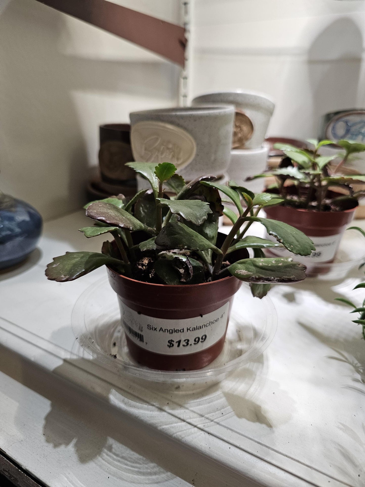 Six Angled Kalanchoe 4"