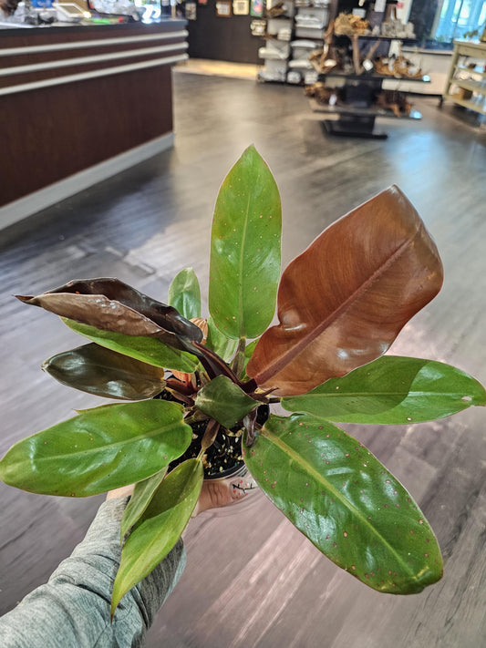 Philodendron Prince of Orange 4"