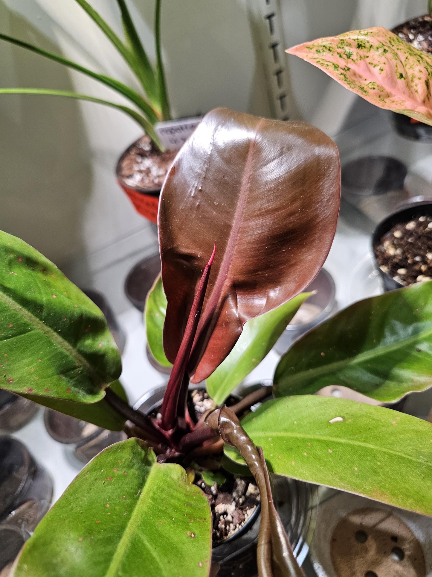 Philodendron Prince of Orange 4"