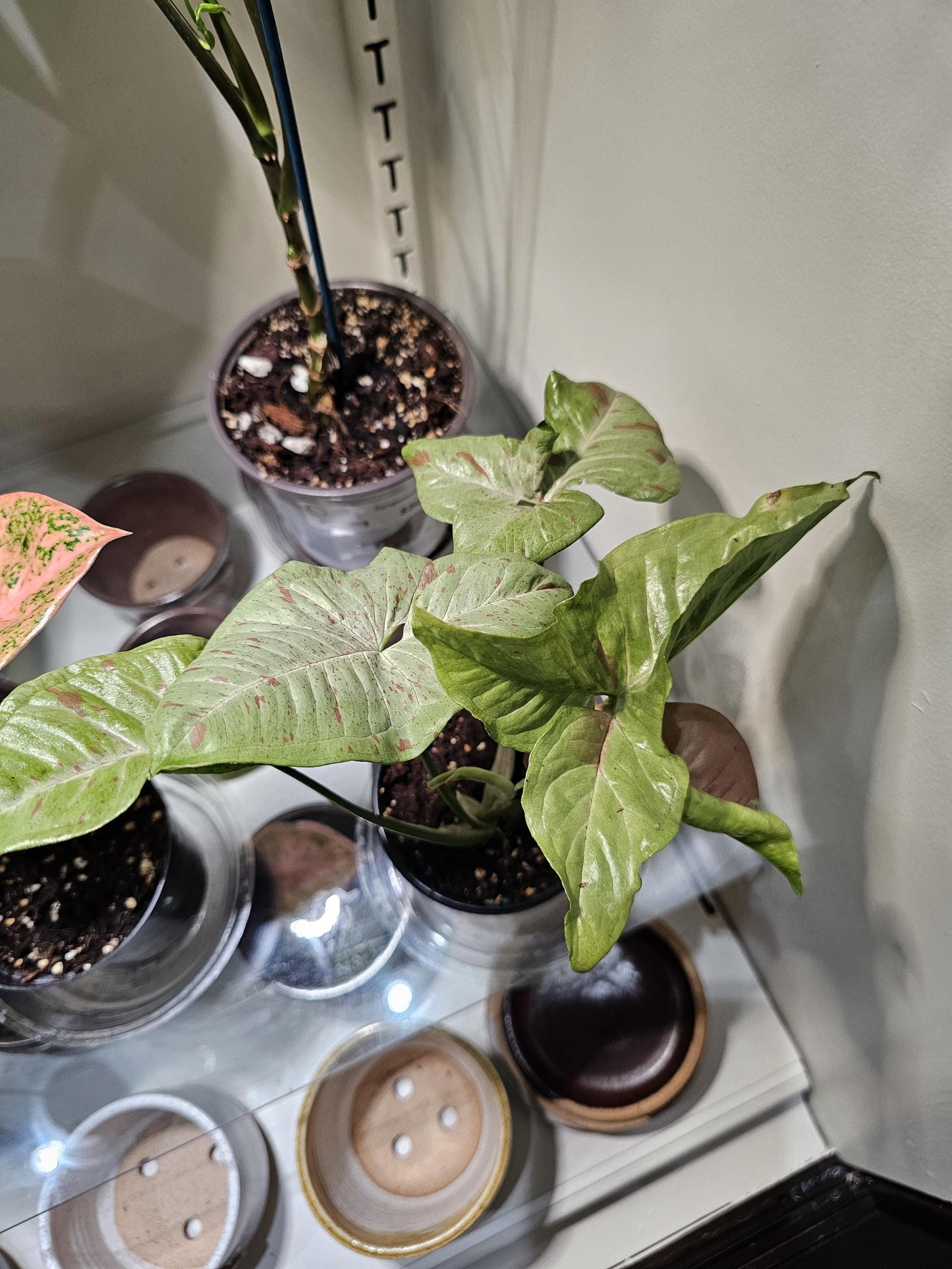 Syngonium Milk Confetti 4"