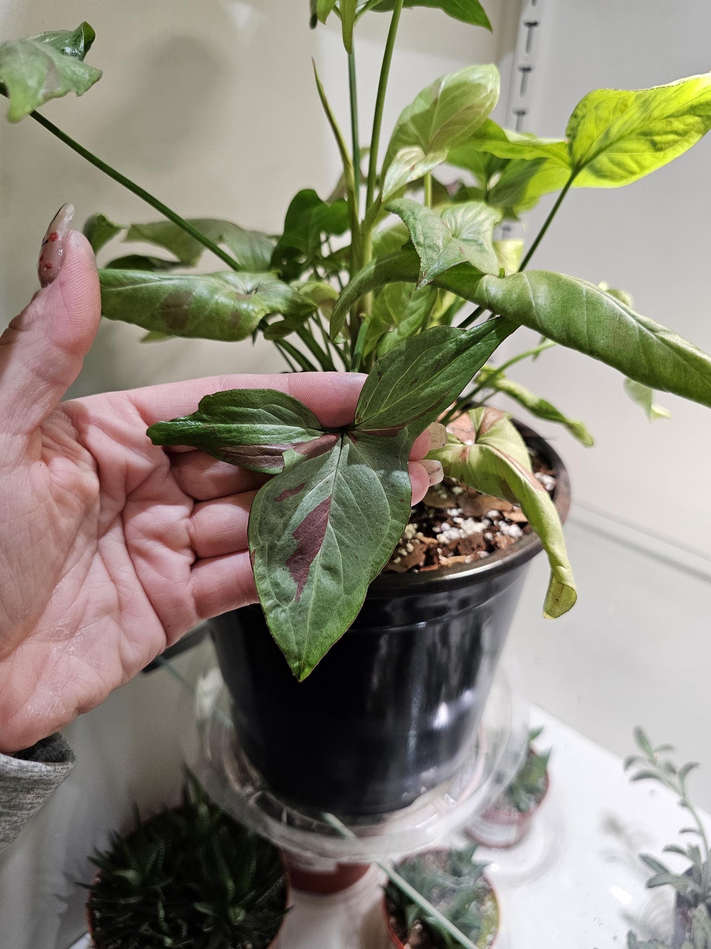 Syngonium Pink Salmon 8"