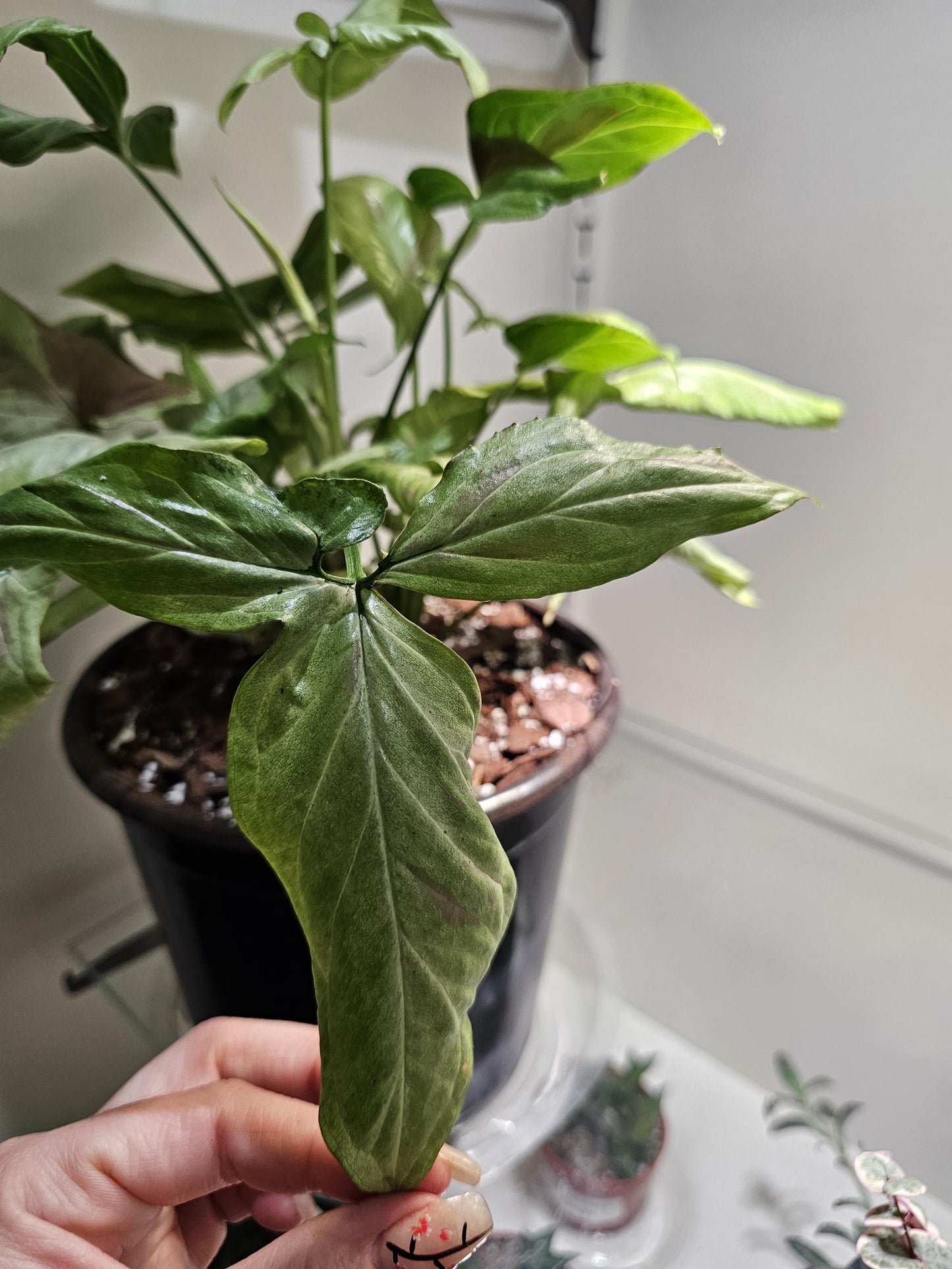 Syngonium Pink Salmon 8"