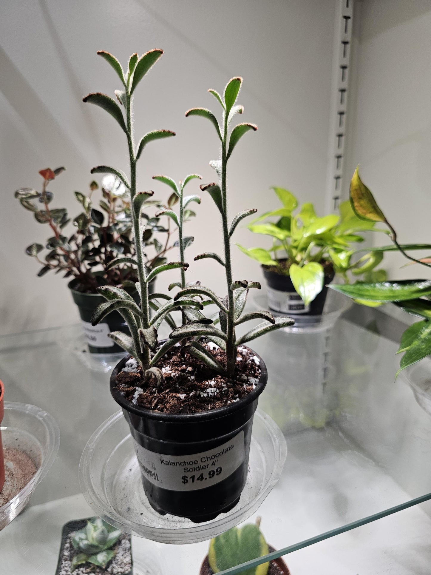 Kalanchoe Chocolate Soldier 4"