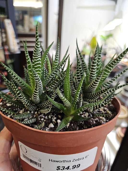 Haworthia Zebra 6"