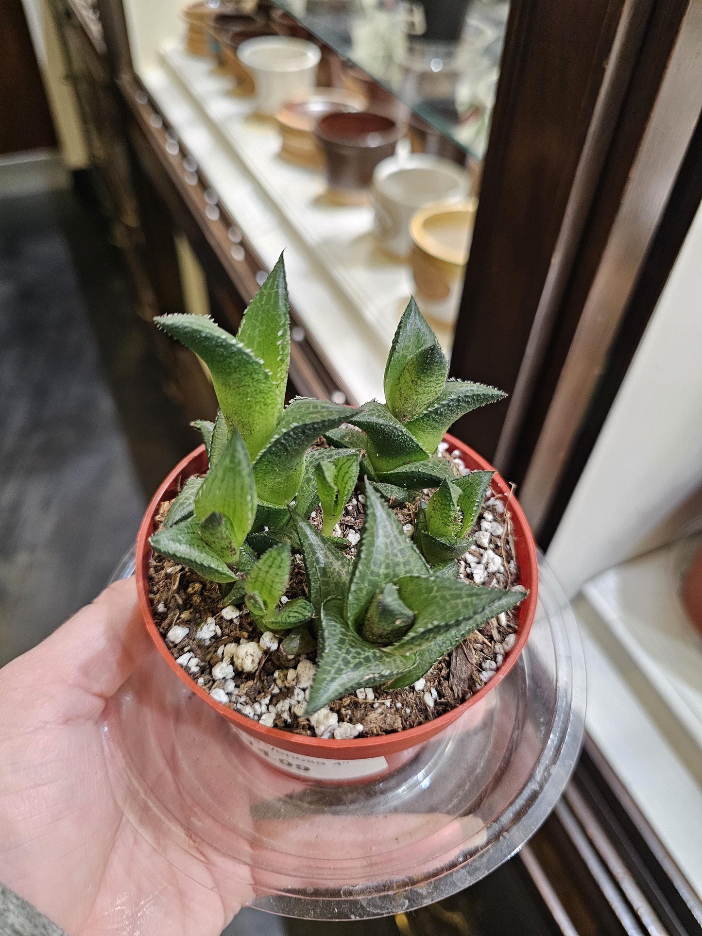 Haworthia Venosa 4"