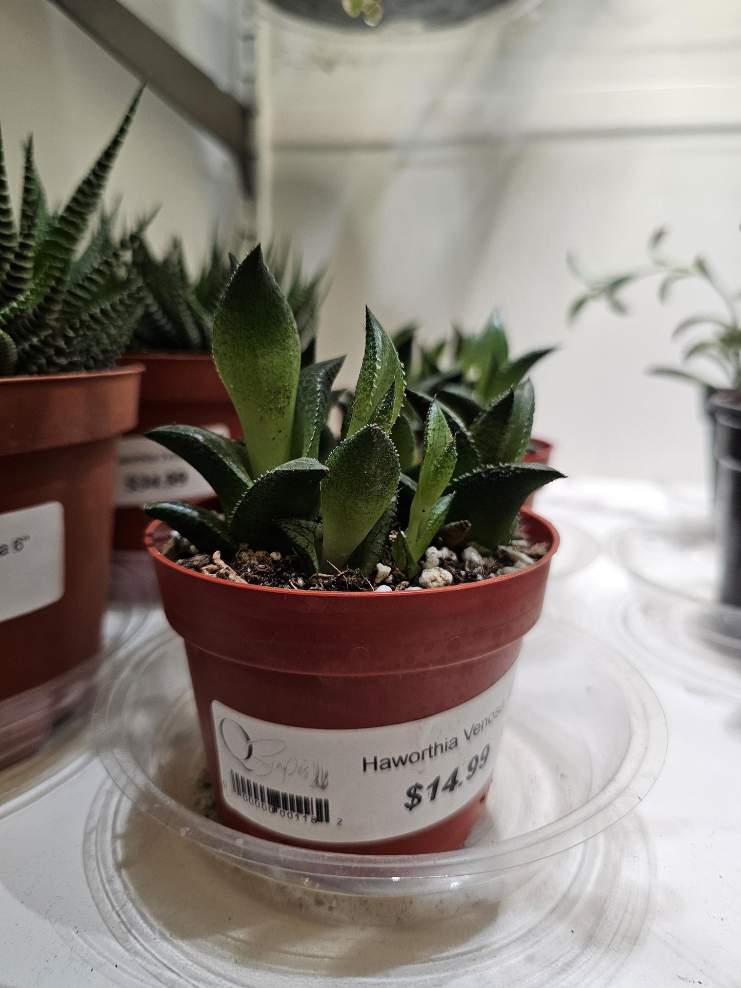 Haworthia Venosa 4"