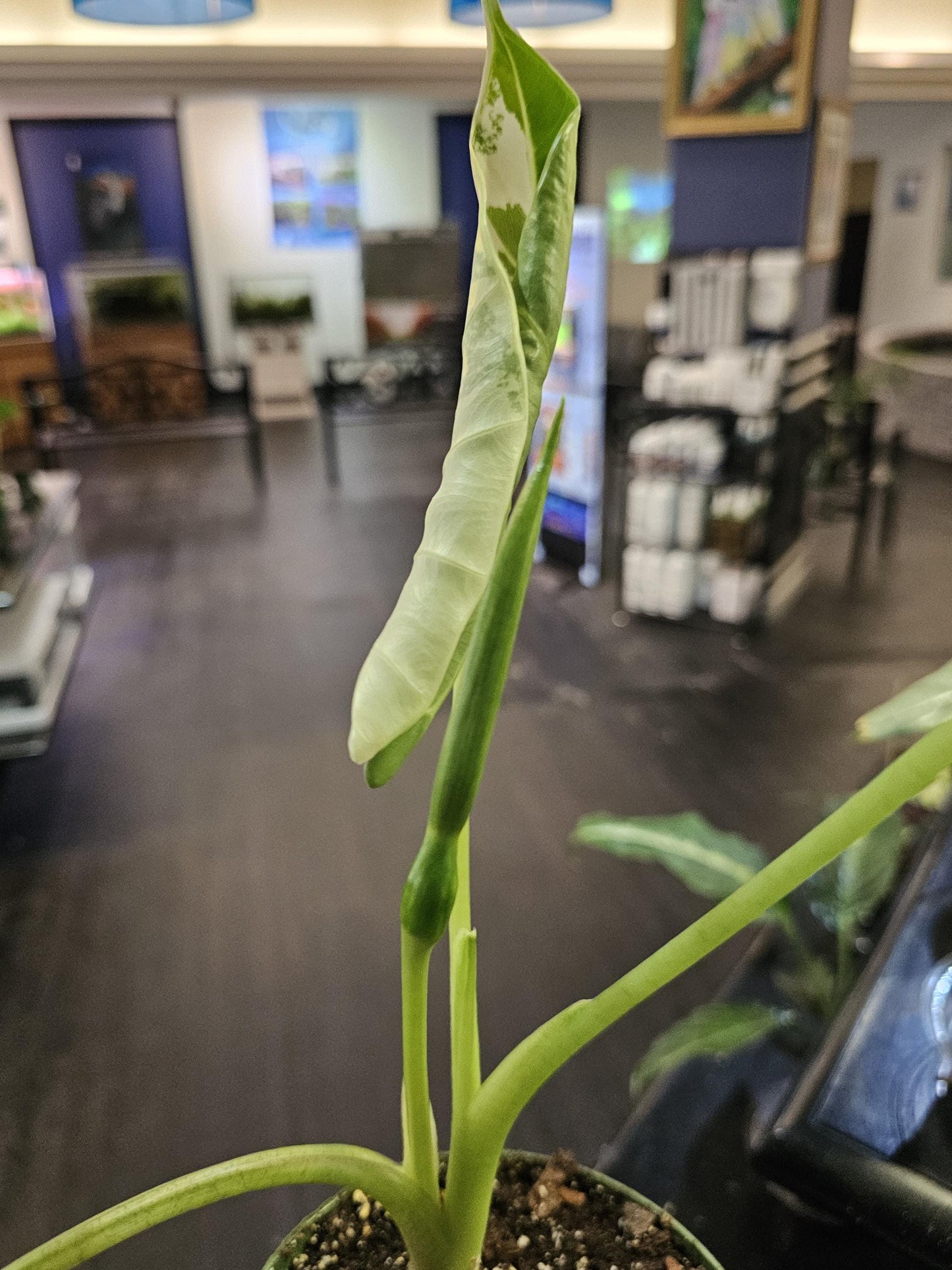 Verigated Alocasia Frydek 6"