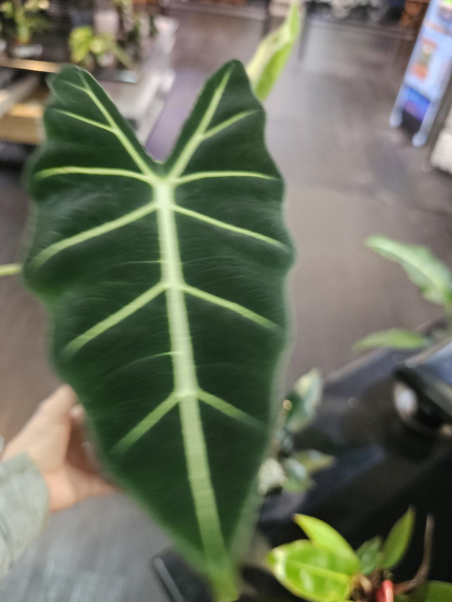 Verigated Alocasia Frydek 6"