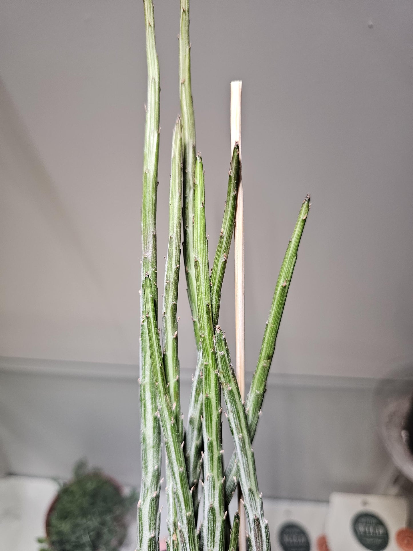 Senecio Pickle Plant 4"