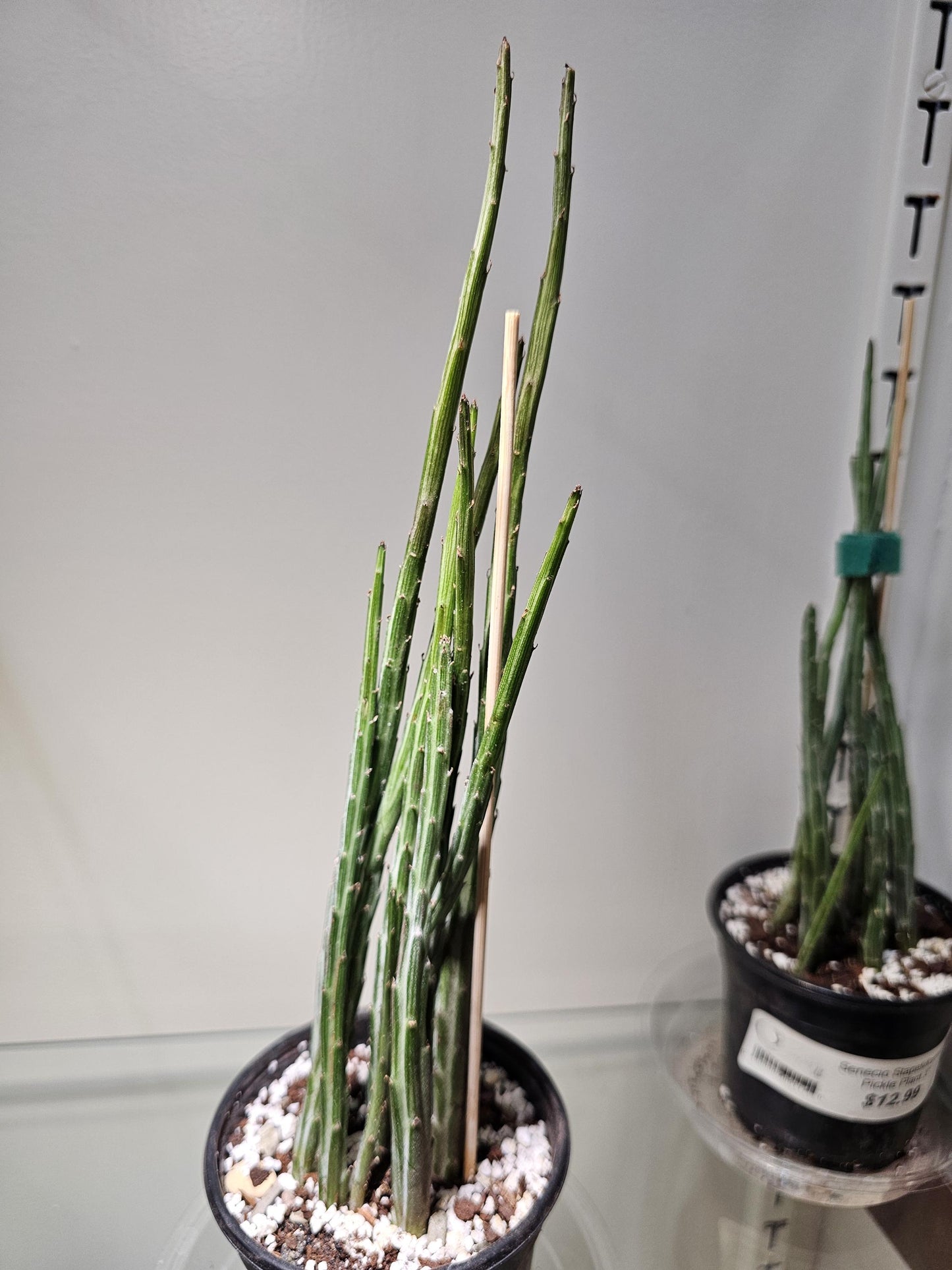 Senecio Pickle Plant 4"