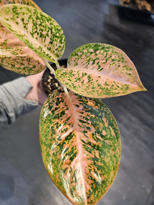 Aglaonema Orange Starburst 4"