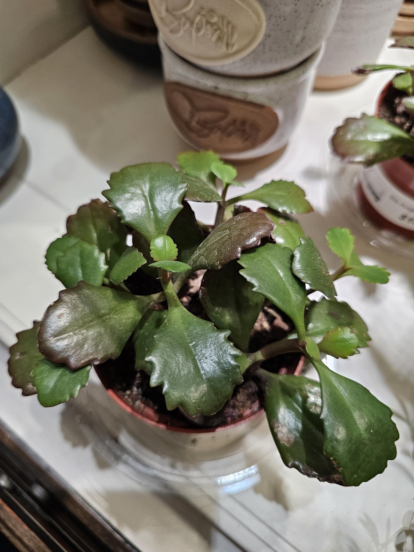 Six Angled Kalanchoe 4"