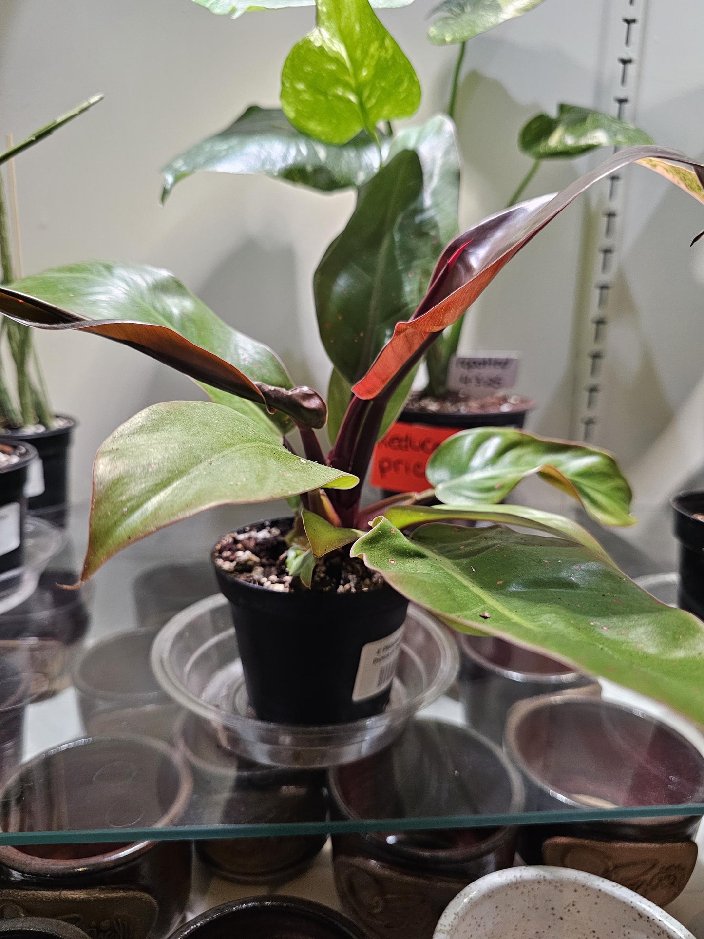 Philodendron Prince of Orange 4"