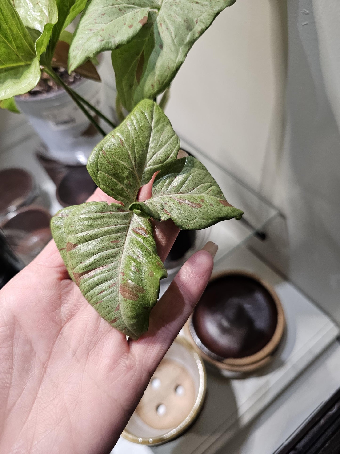 Syngonium Milk Confetti 4"