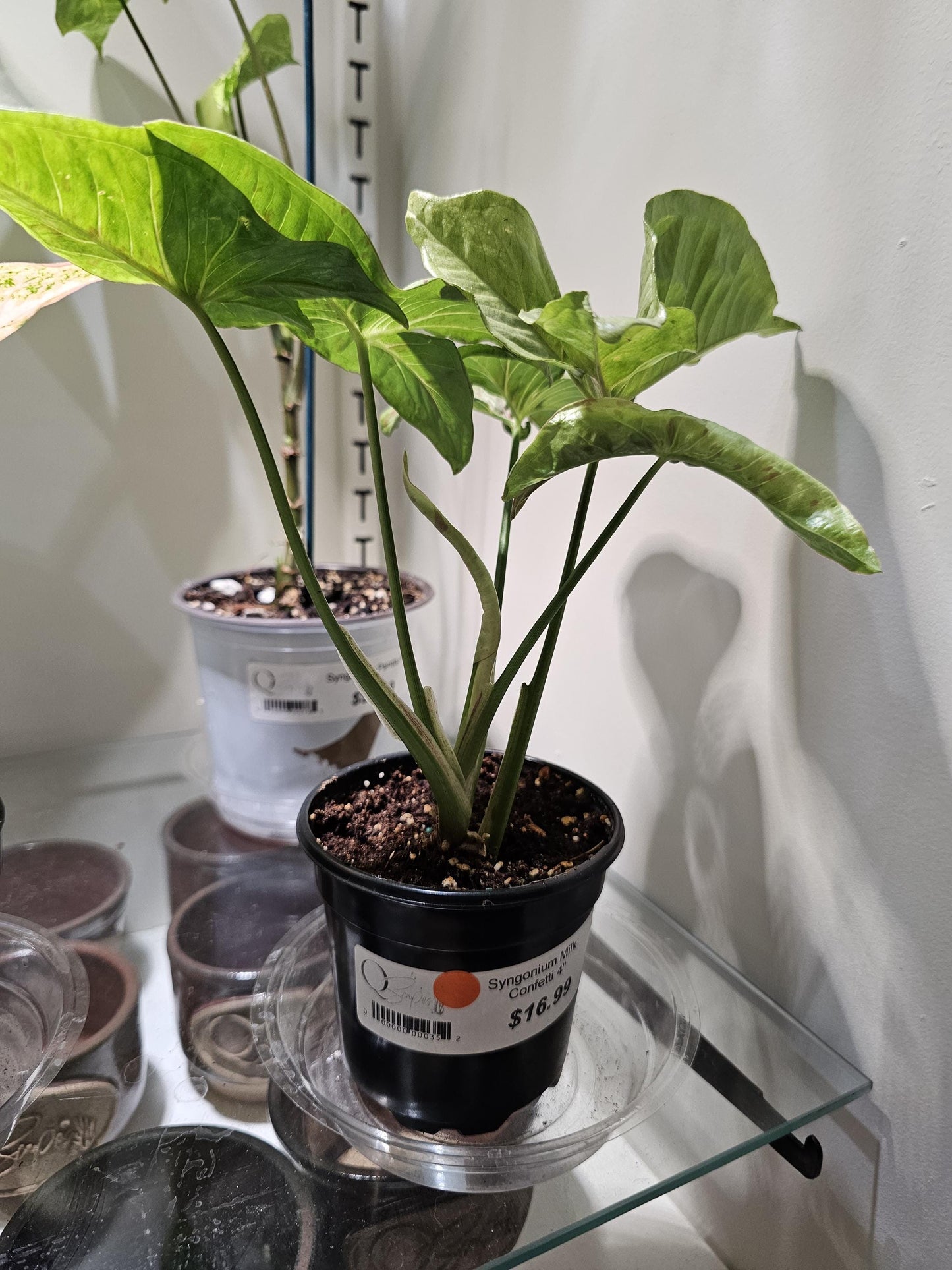 Syngonium Milk Confetti 4"