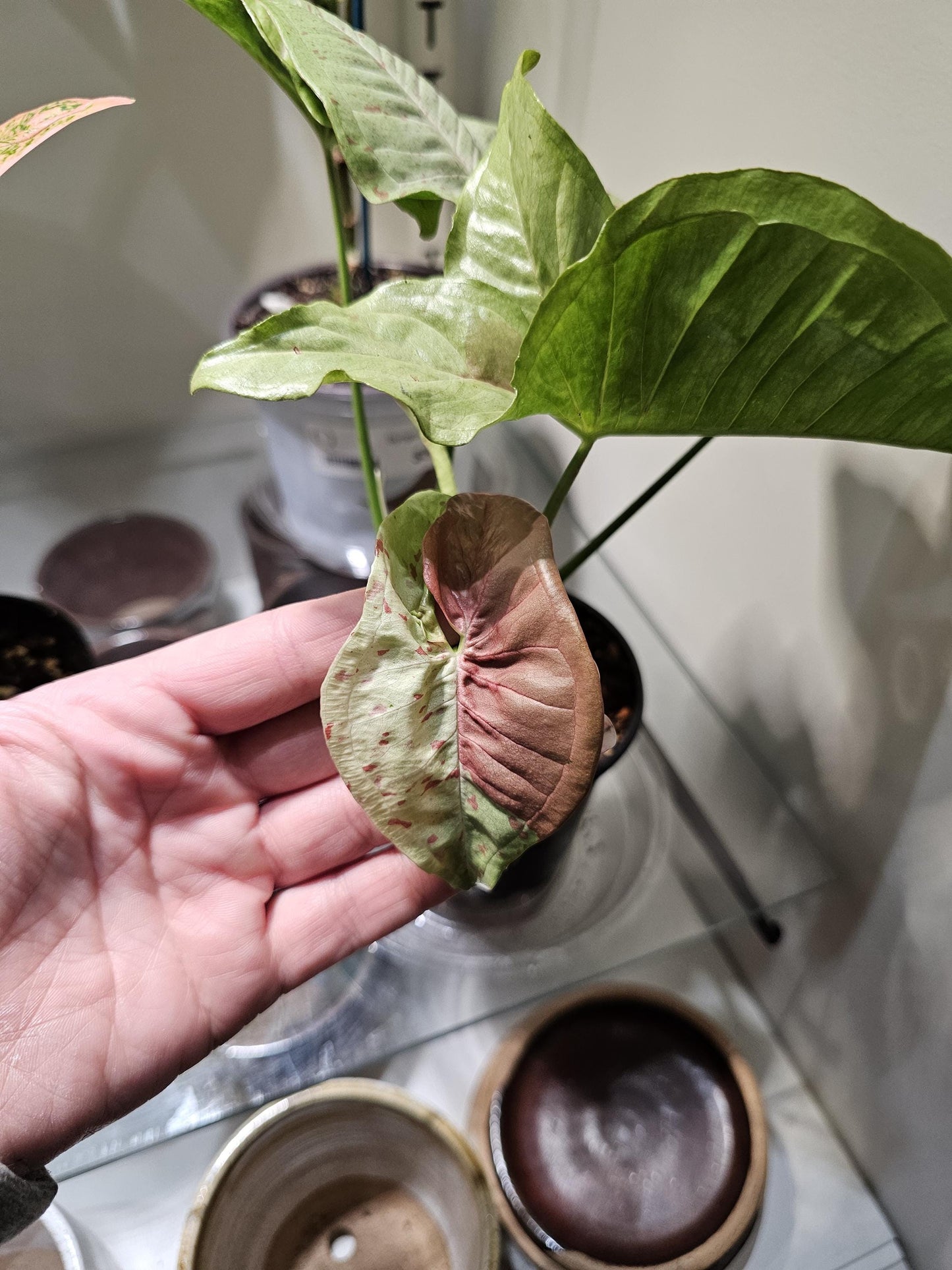 Syngonium Milk Confetti 4"