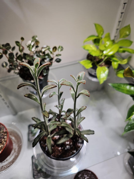 Kalanchoe Chocolate Soldier 4"