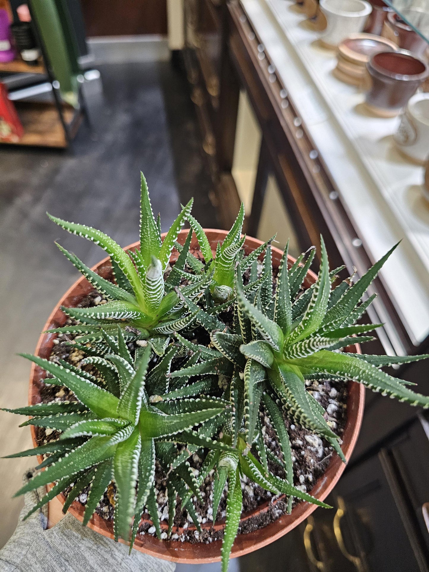 Haworthia Zebra 6"