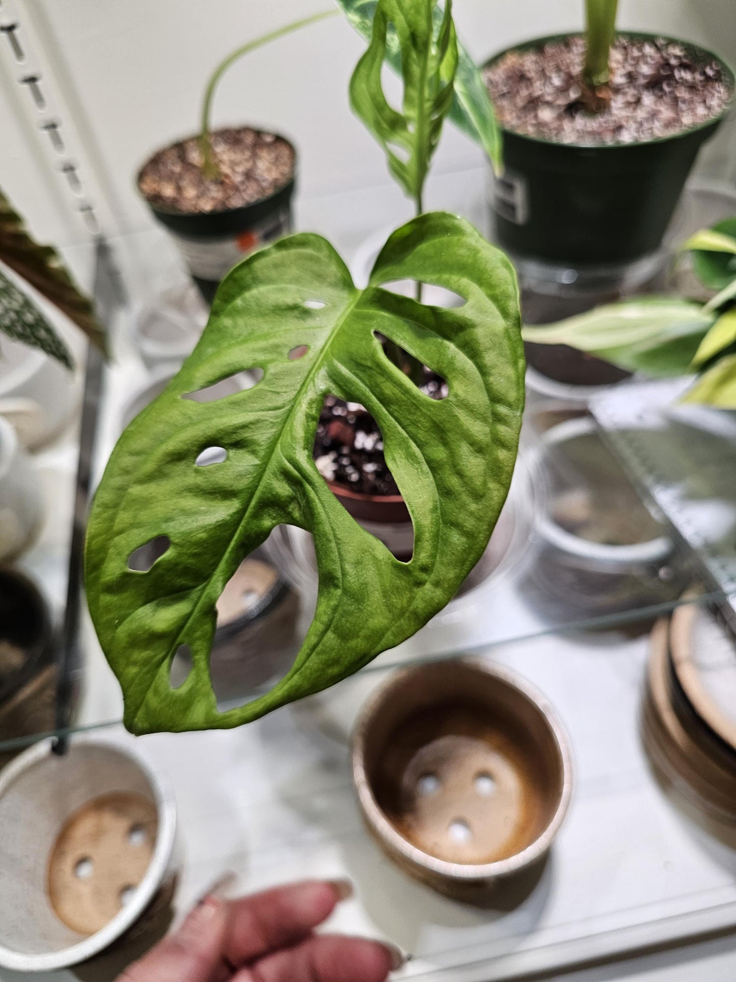 Monstera Adansonii Swiss Cheese 4"