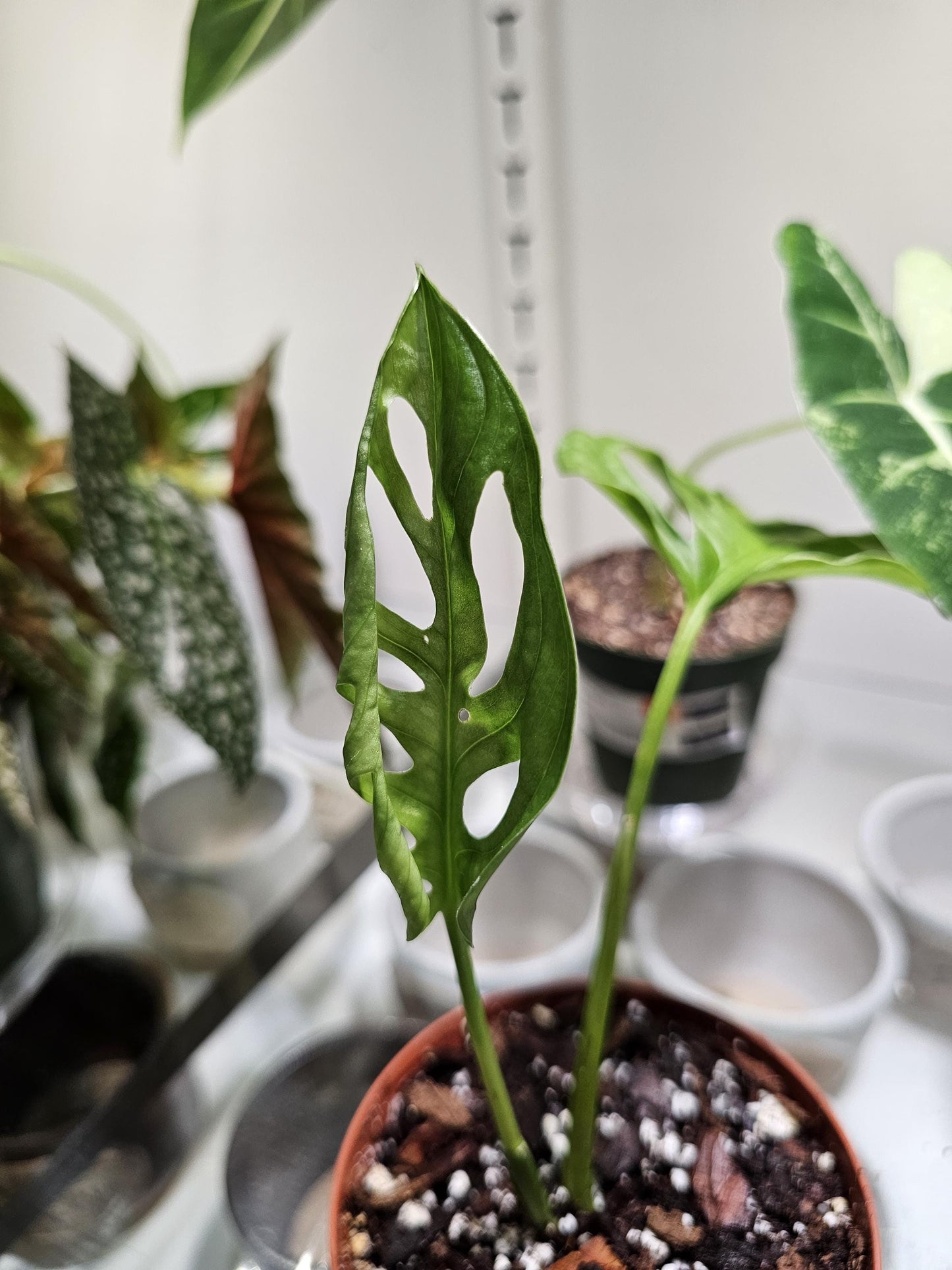 Monstera Adansonii Swiss Cheese 4"