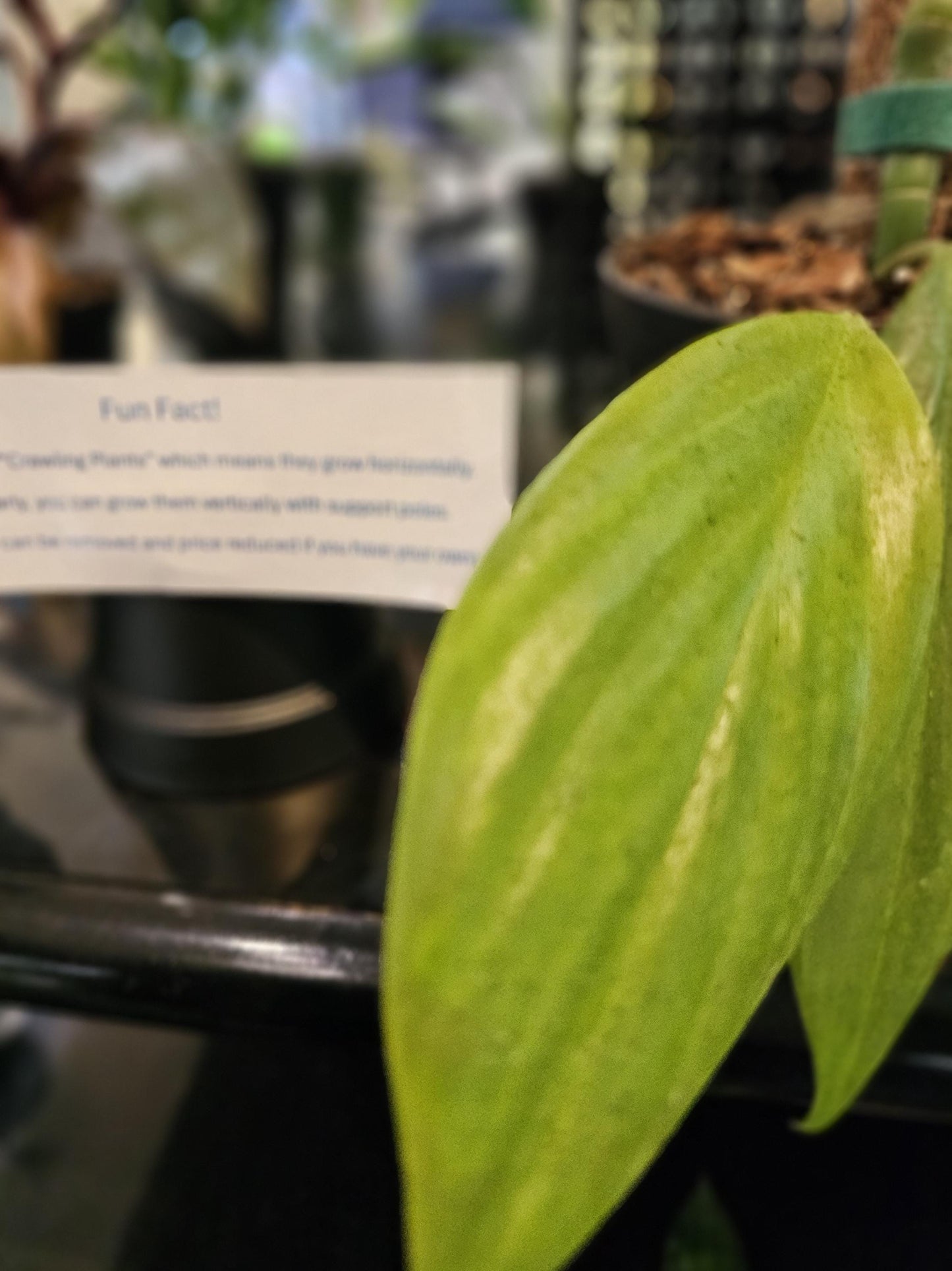 Philodendron Dragon Tail 6"