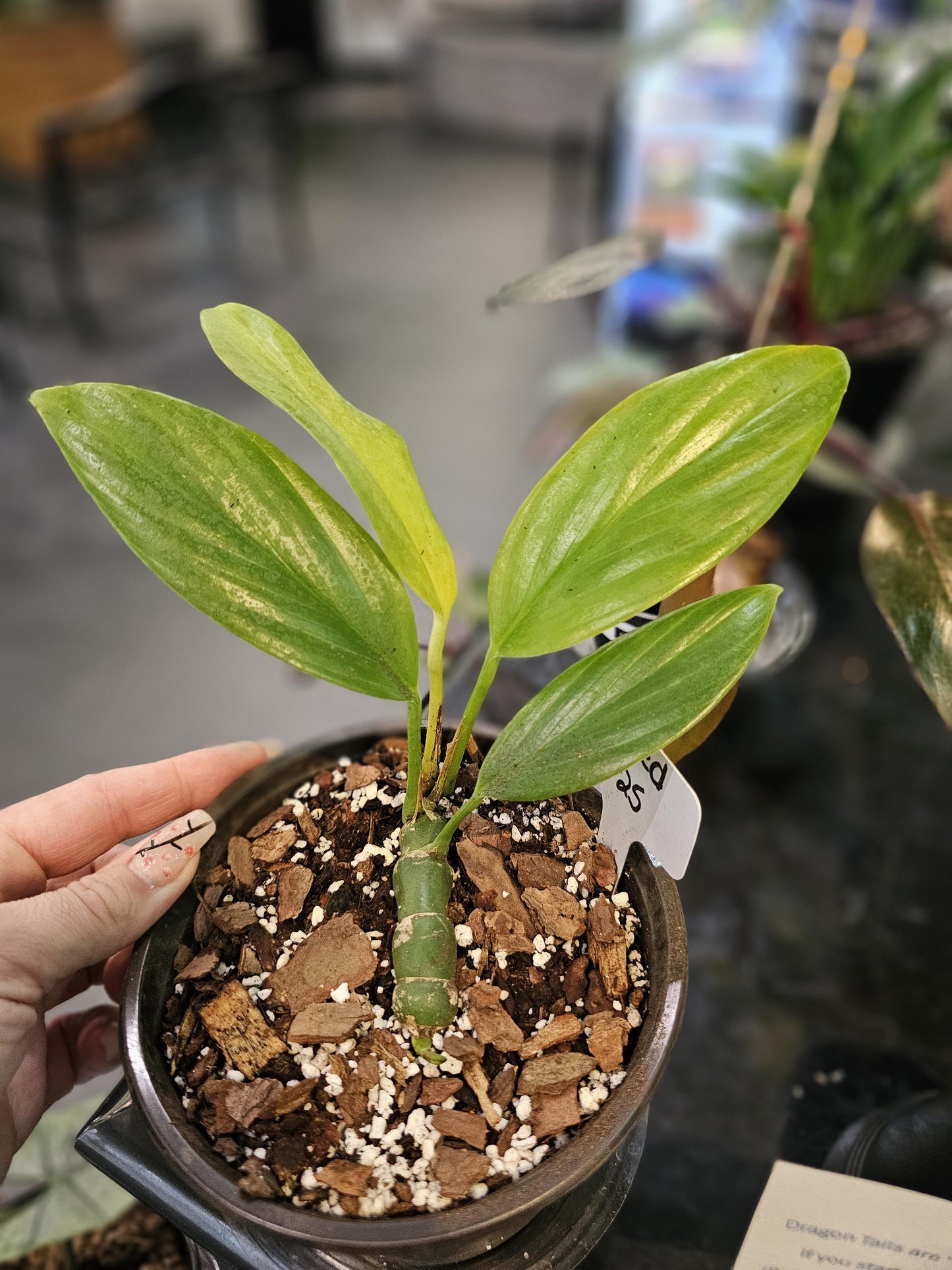 Philodendron Dragon Tail 6"