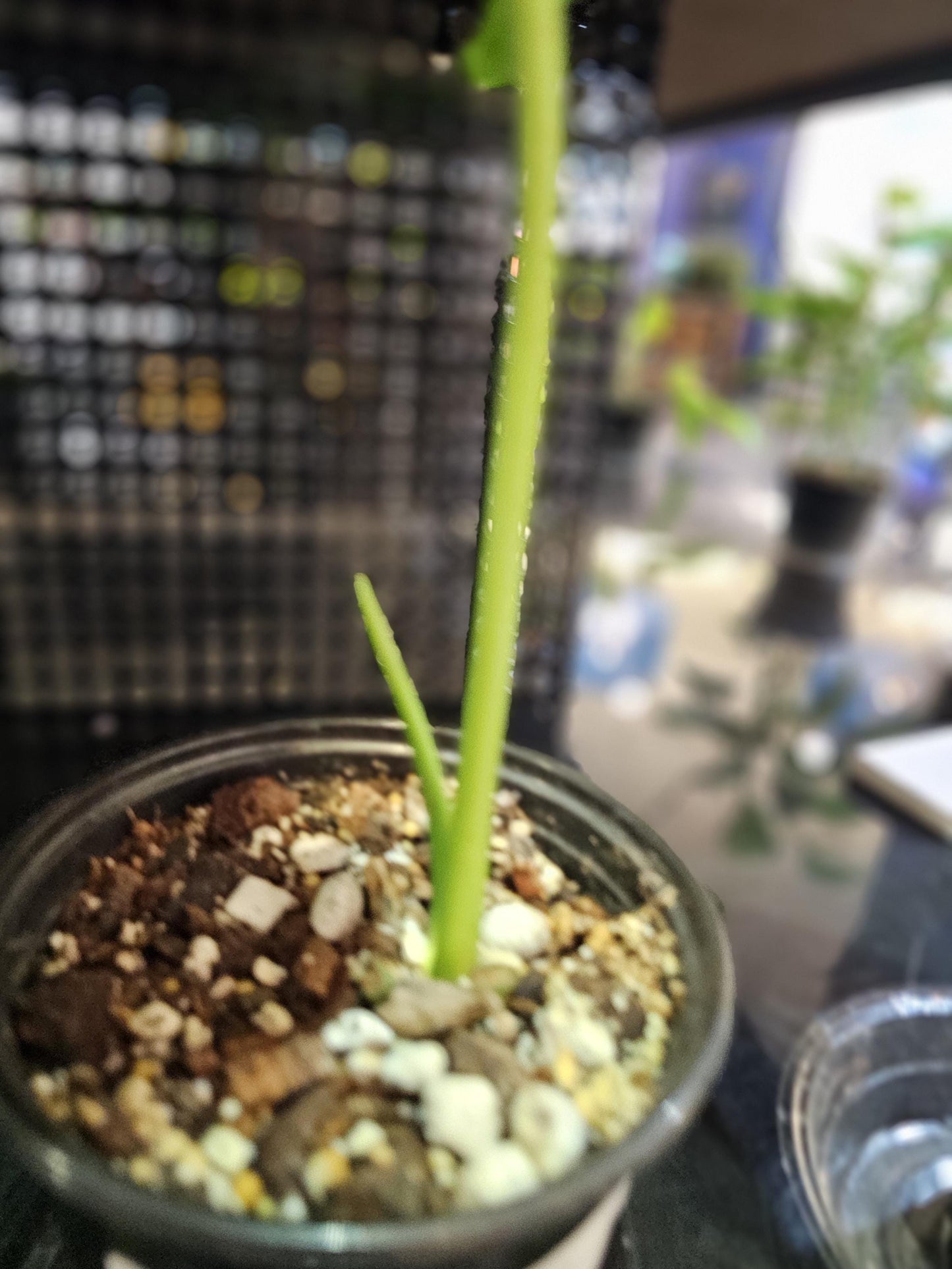 Philodendron Paraiso Verde 6"