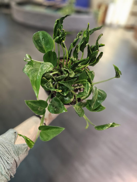 Pothos Shangri-La 6"