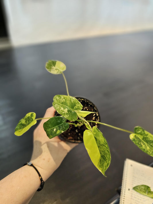 Philodendron Burle Marx Verigated 4"
