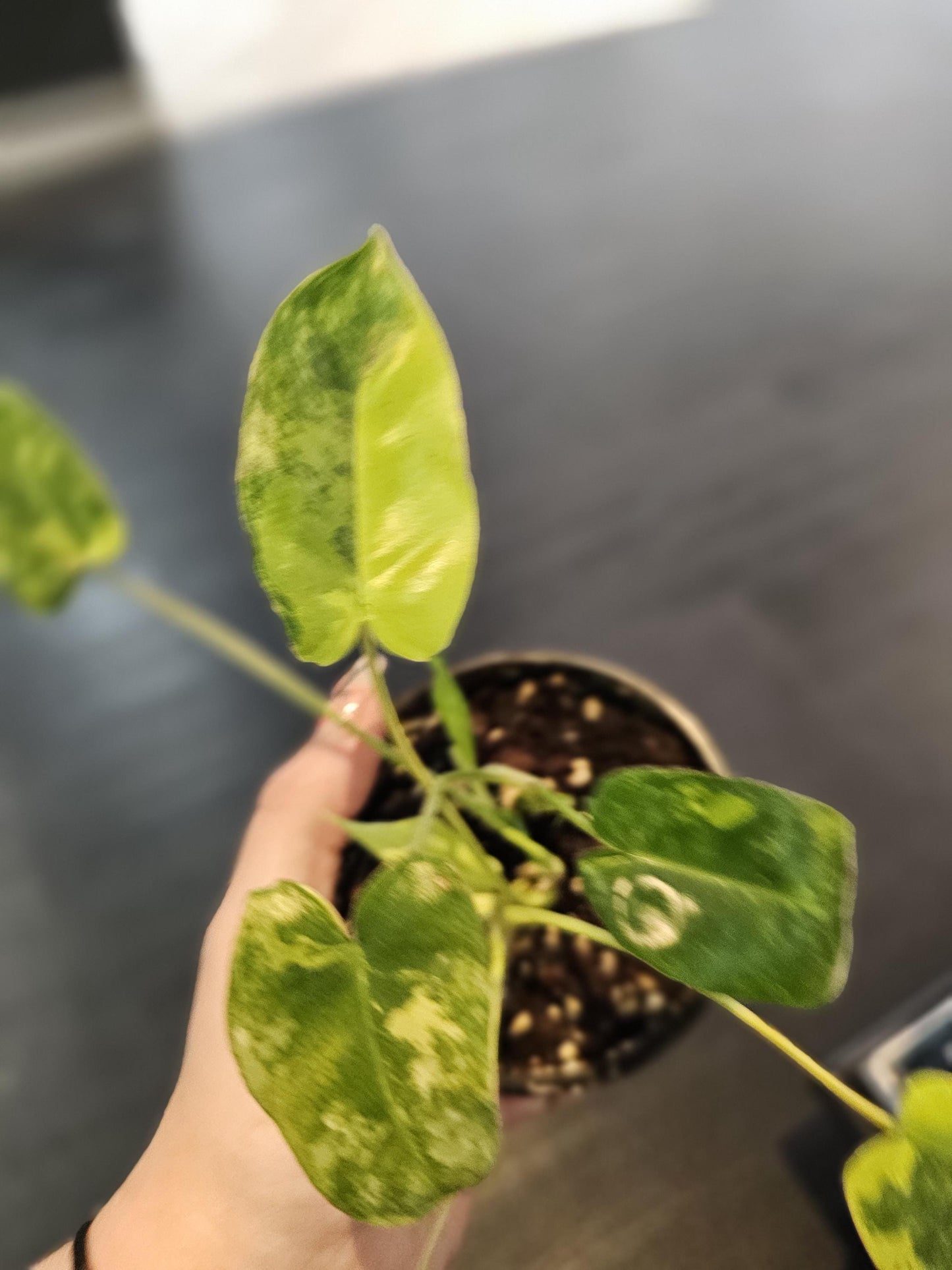 Philodendron Burle Marx Verigated 4"