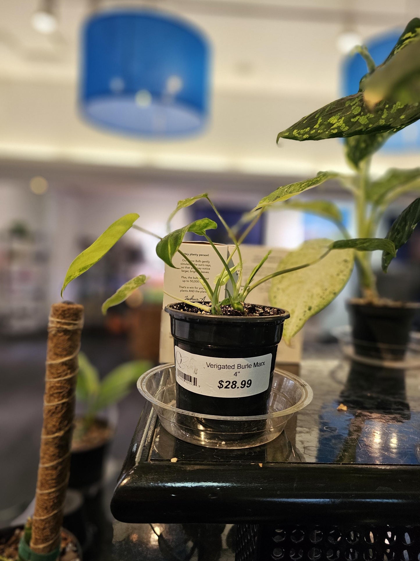 Philodendron Burle Marx Verigated 4"