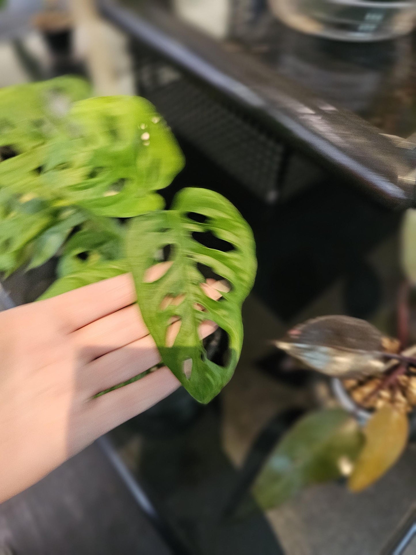 Monstera Adansonii Swiss Cheese 6"