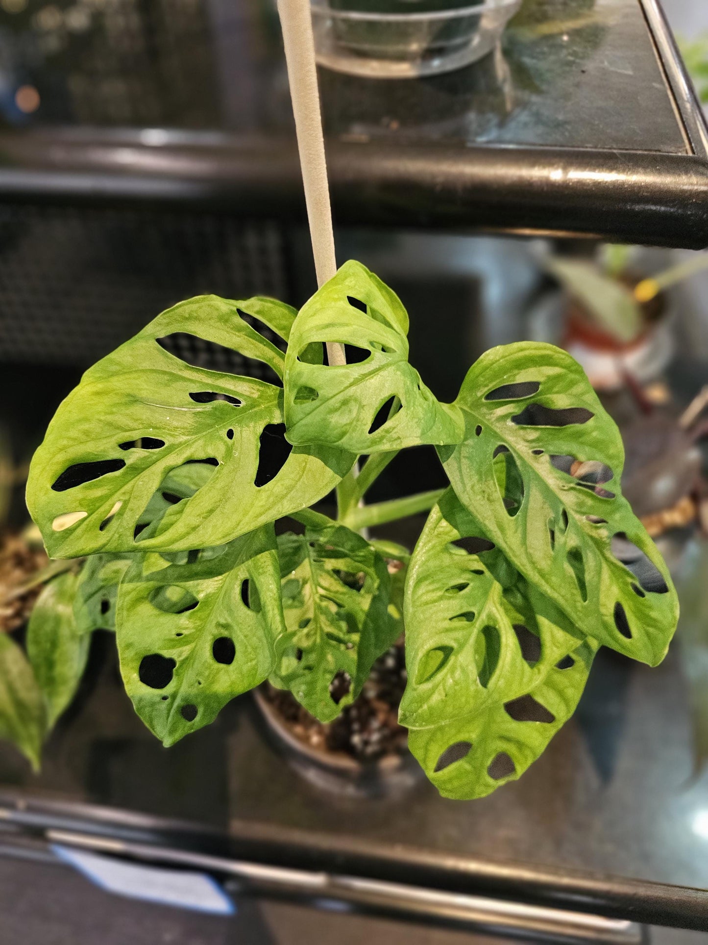 Monstera Adansonii Swiss Cheese 6"