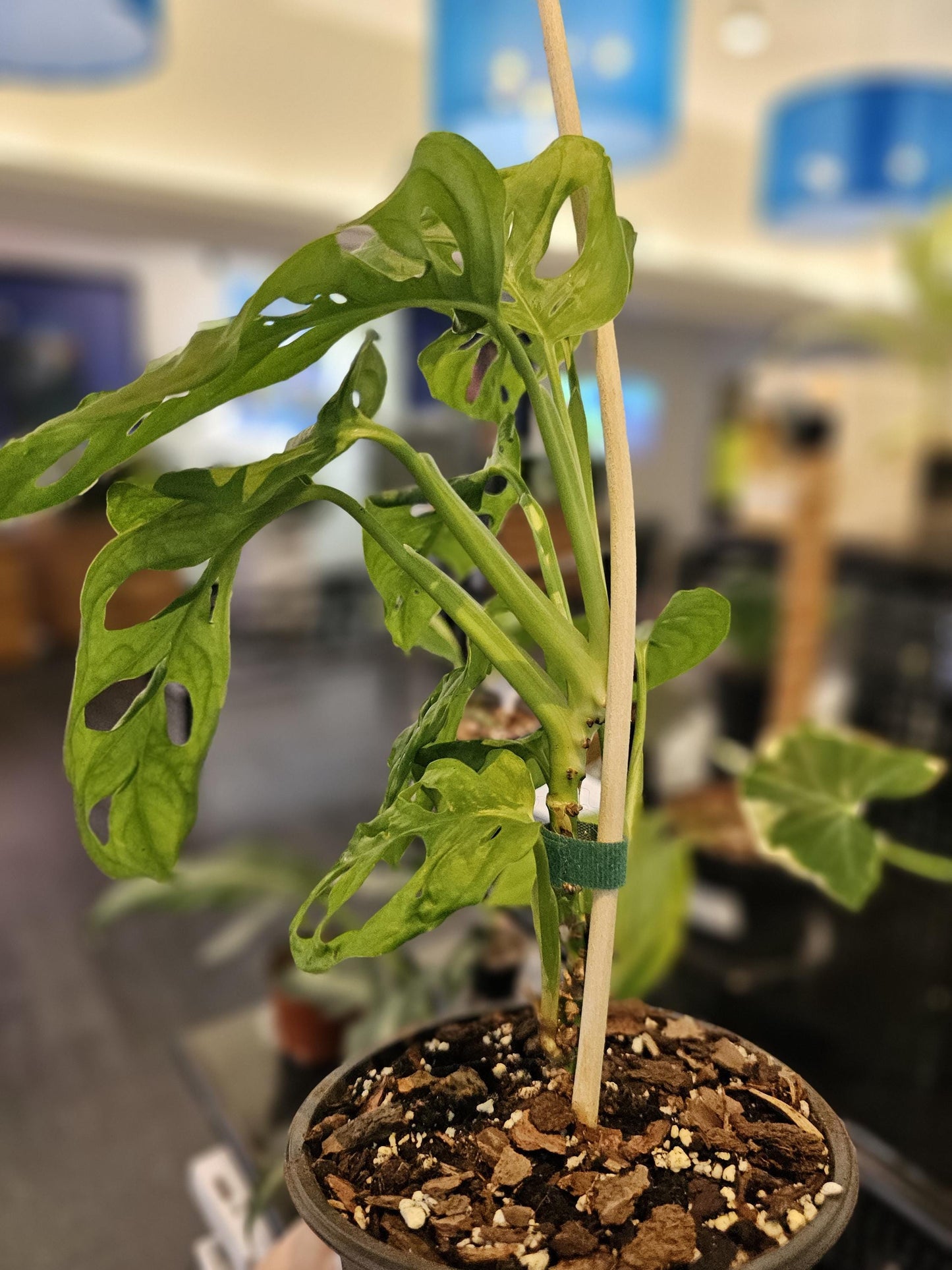 Monstera Adansonii Swiss Cheese 6"