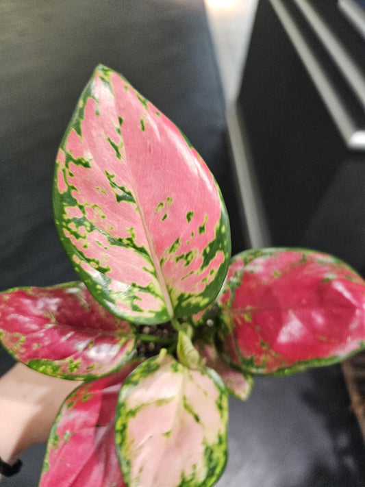 Chinese Evergreen Rich Red 4"