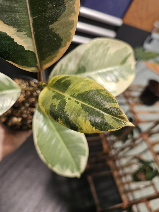 Ficus Tineke 4"
