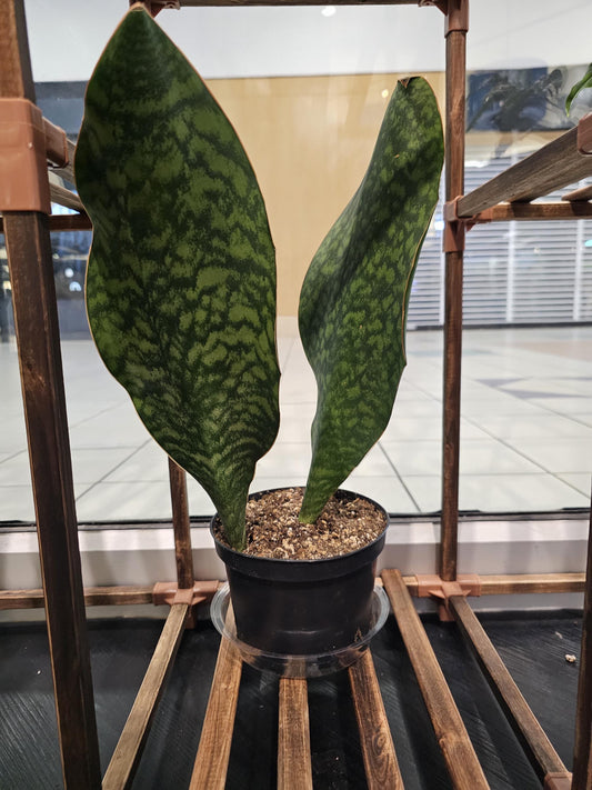 Sansevieria Shark Fin 6"