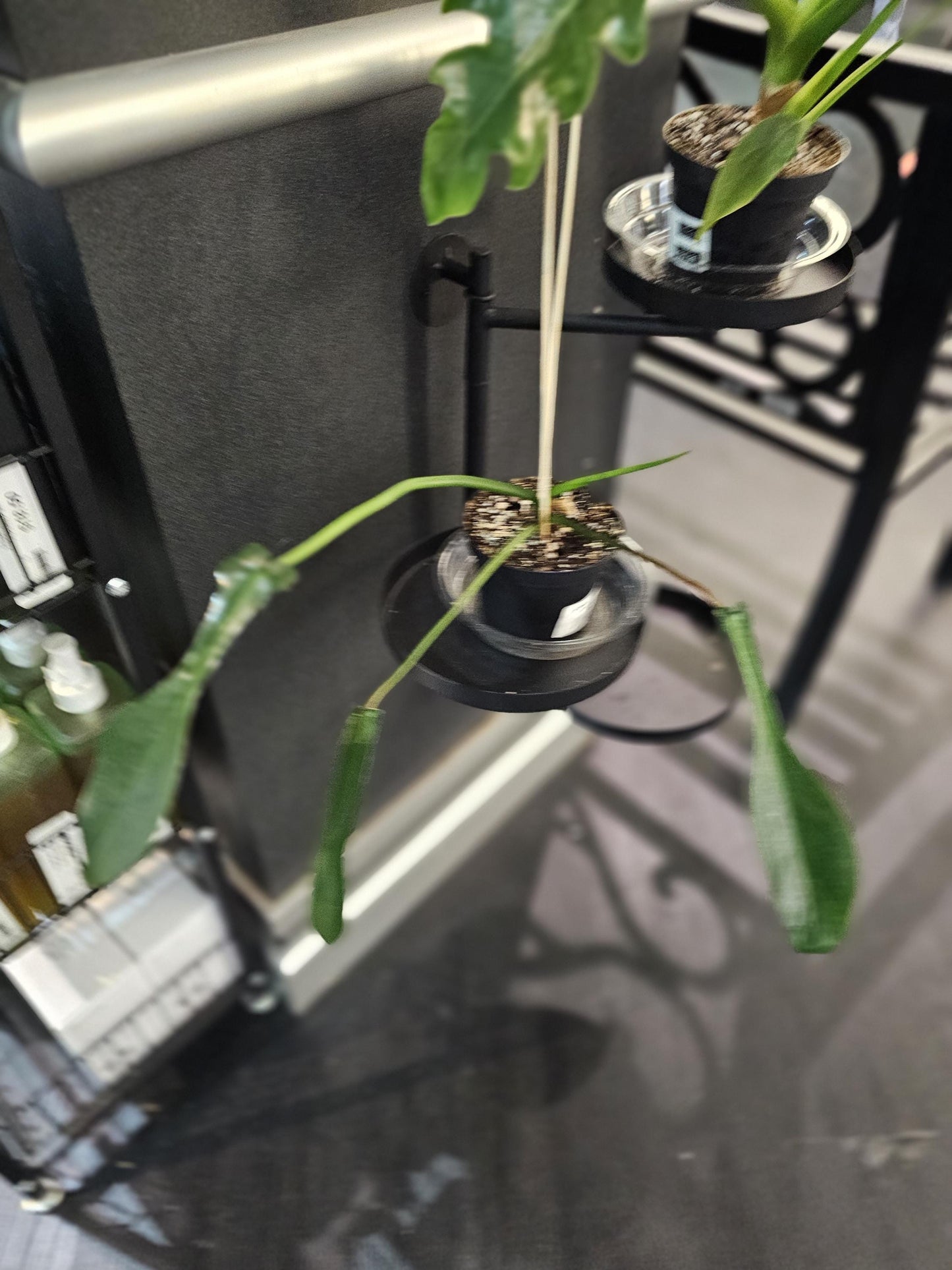 Philodendron Joepii 4"