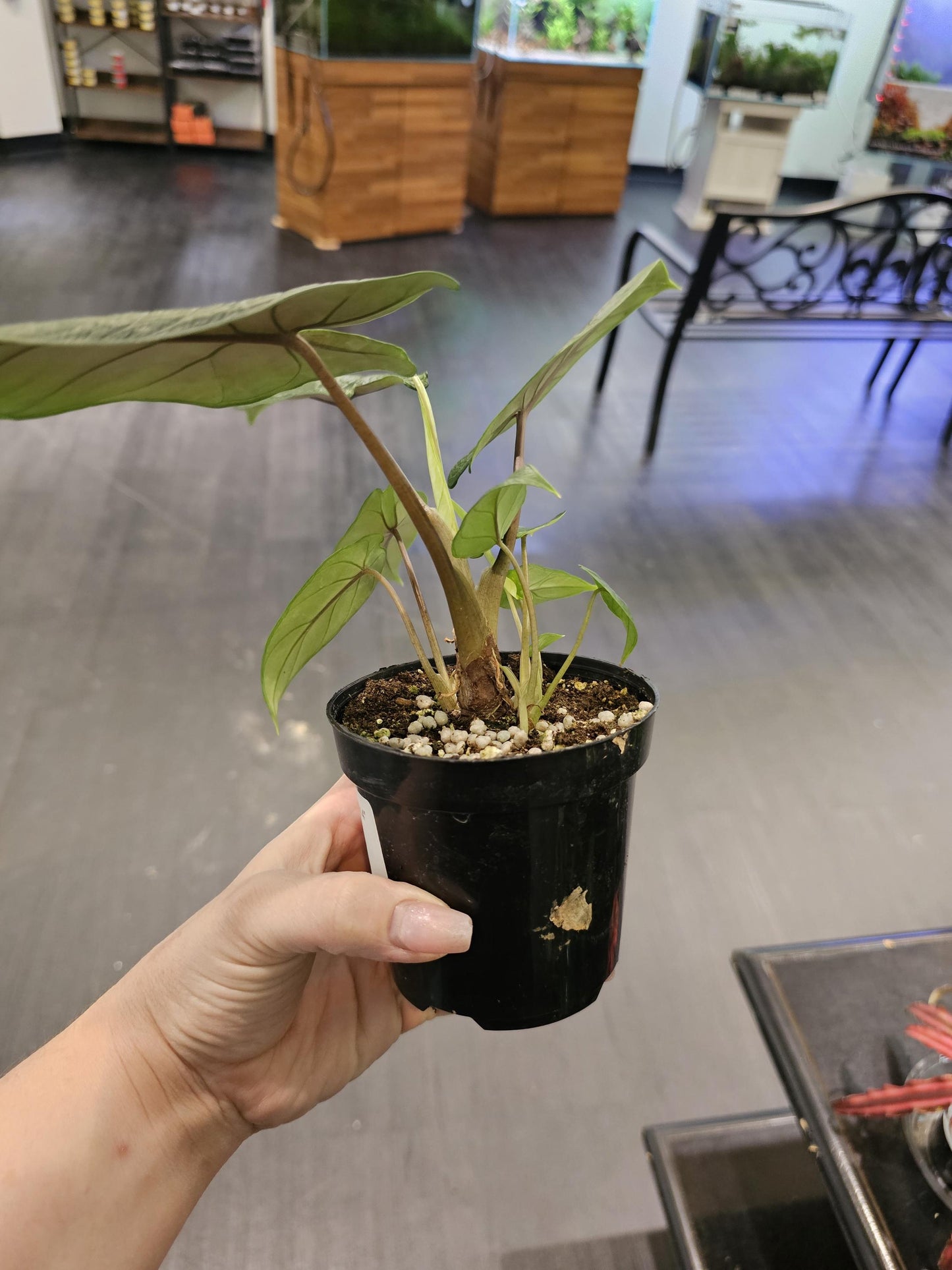 Alocasia Scalprum 4"