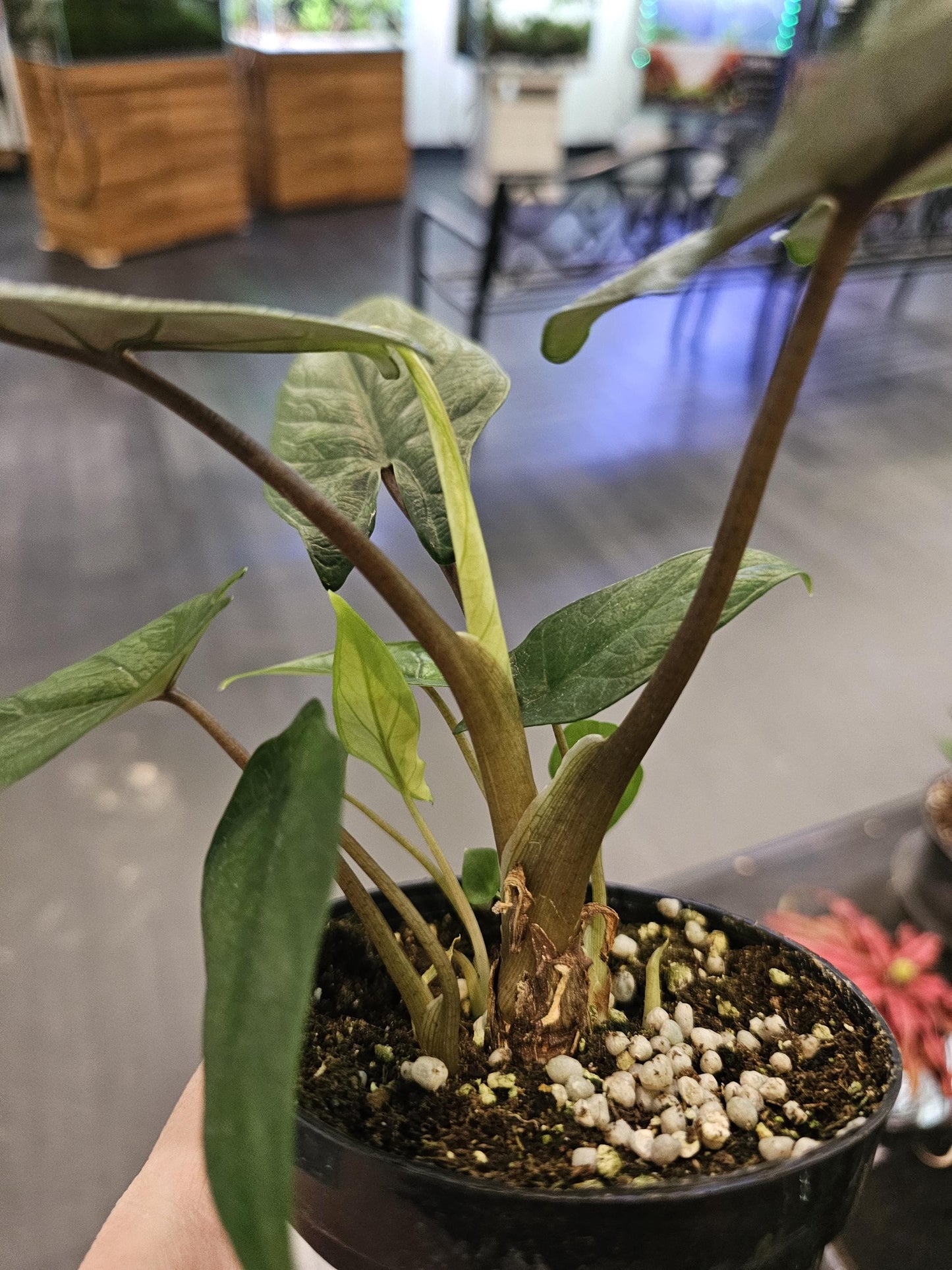 Alocasia Scalprum 4"